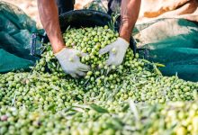 ارتفاع المساحة المزروعة من شجر الزيتون بنحو 55 في المائة خلال عشر سنوات