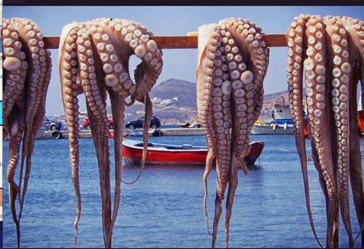 معطيات صادمة عن مخزون الأخطبوط