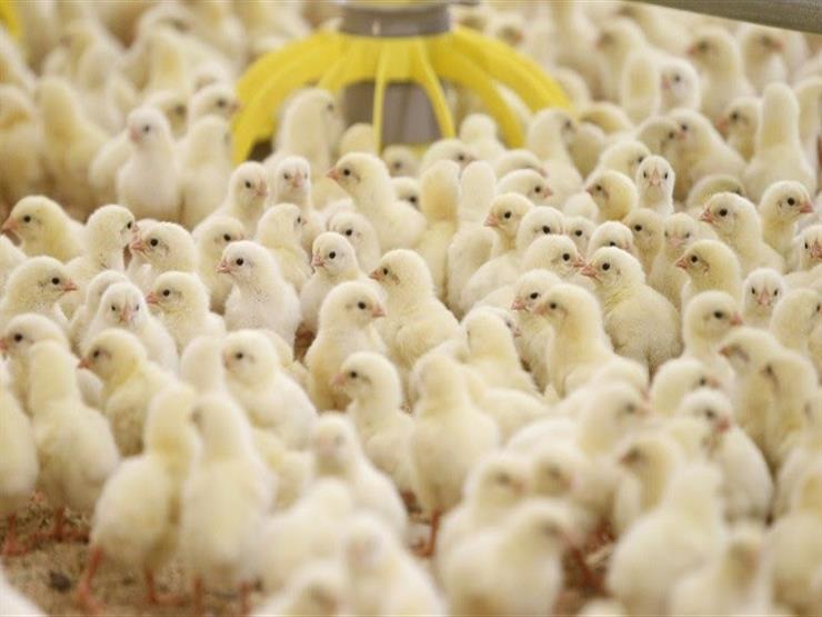 خاص 18 ارتفاع صاروخي في أسعار الكتاكيت يرفع أثمنة اللحوم البيضاء