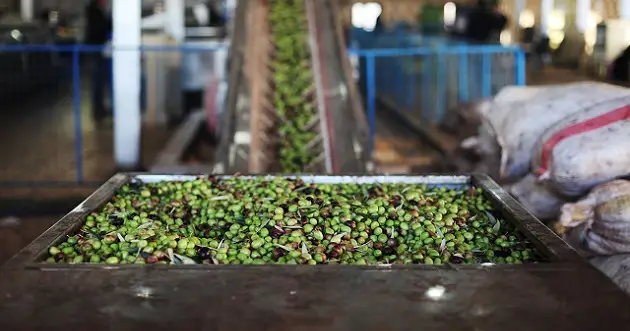 لجان تفتيش تحل بمعاصر الزيتون بسبب «المرجان»