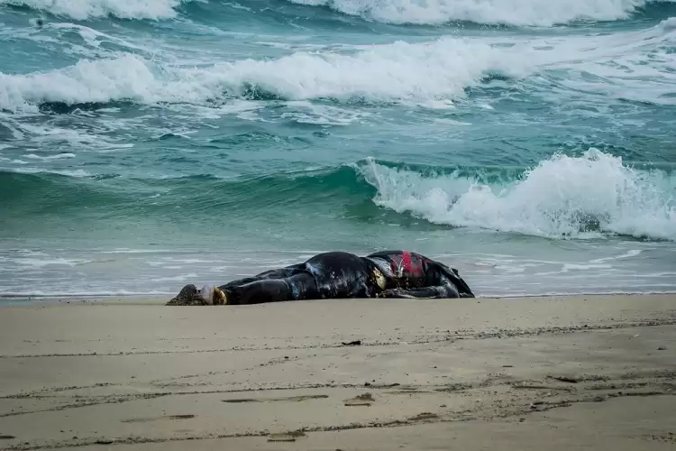 جثة مجهولة بشاطئ اشماعو تستنفر أمن سلا