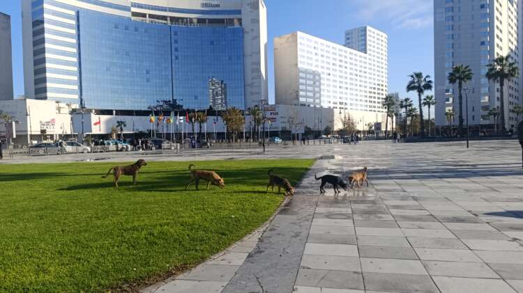 الكلاب الضالة تغزو منطقة أفشور السياحية بطنجة