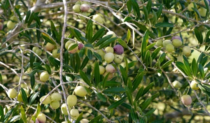 اضغط على الصورة لرؤيتها بالحجم الطبيعي