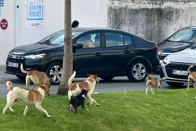 الكلاب الضالة تهاجم المواطنين بشوارع طنجة